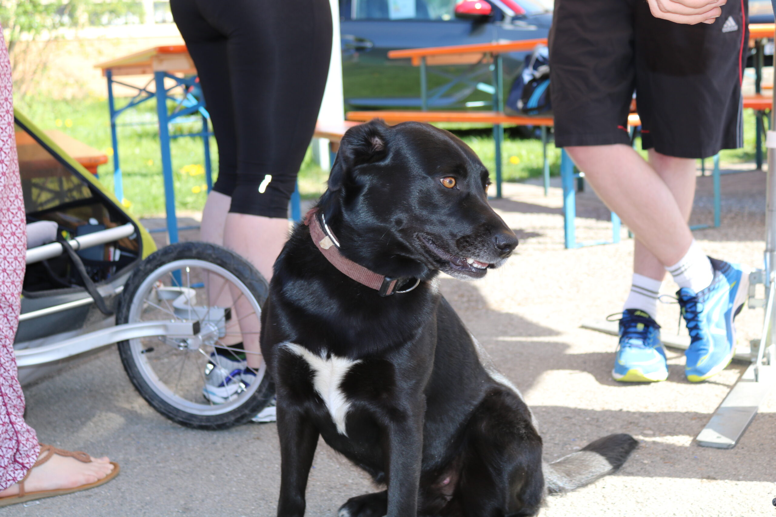 SET Hund beim Genusslauf 2018